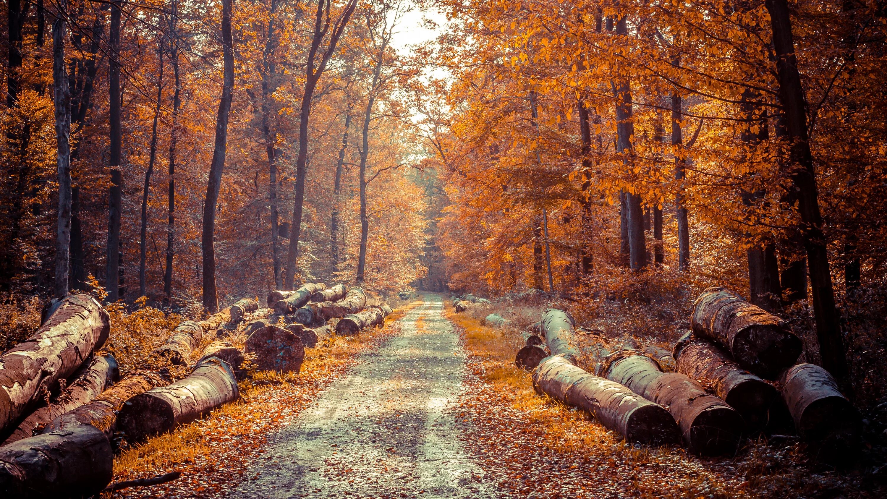 Warm november. Осенний лес. Осенние обои. Осень в лесу. Лес осенью.