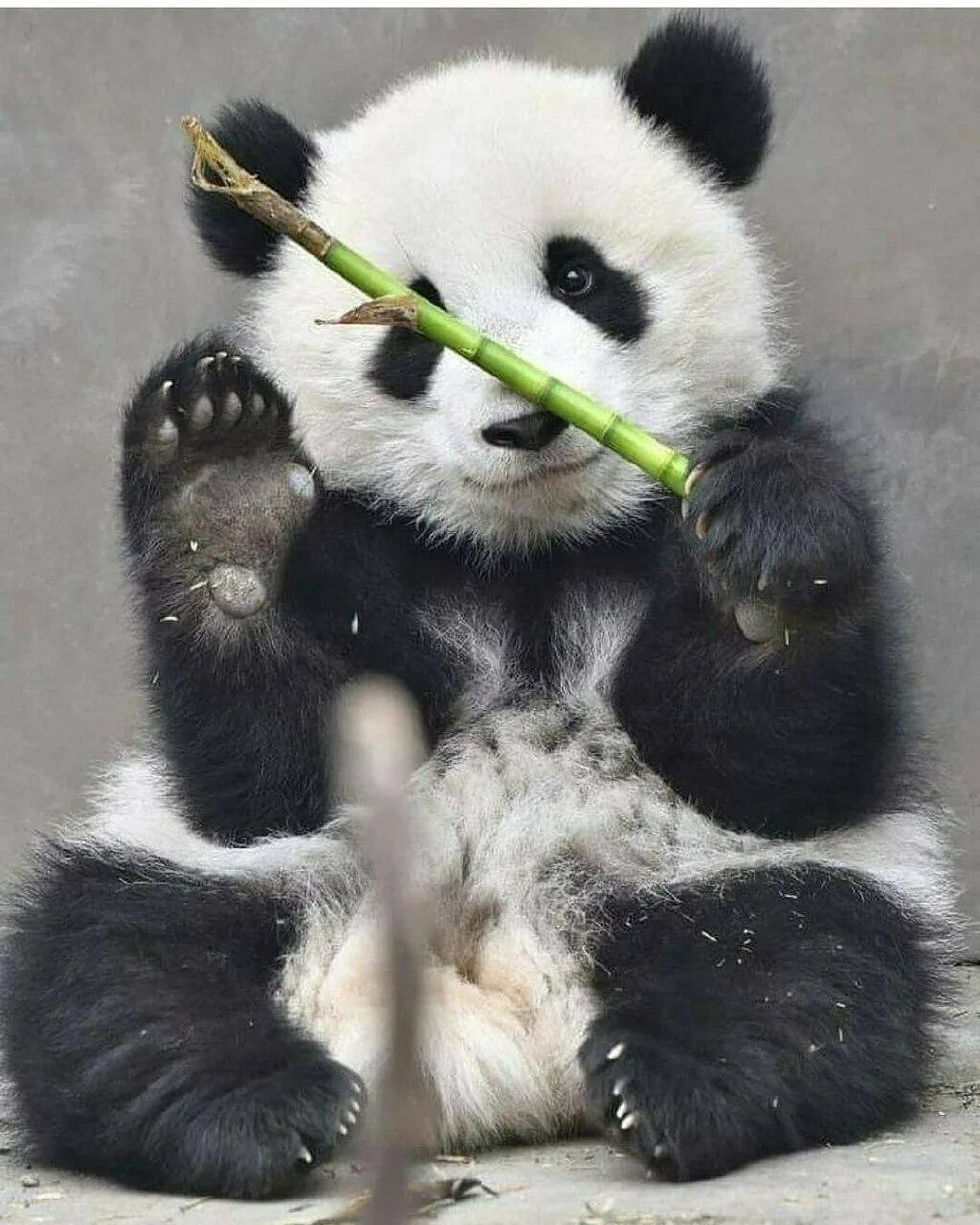 Панда. Маленькие панды. Смешная Панда. Милые пандочки. Картинка милой панды