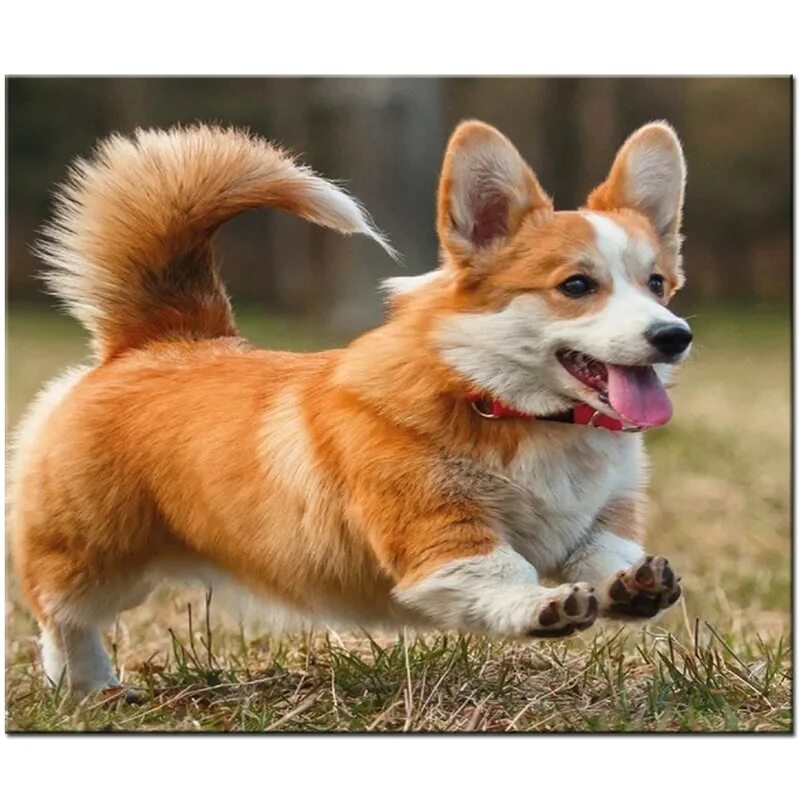 собаки с большим хвостом. шотландский доберман. исландская овчарка. афганская борзая / afghan hound. афганская борзая длинношерстная.