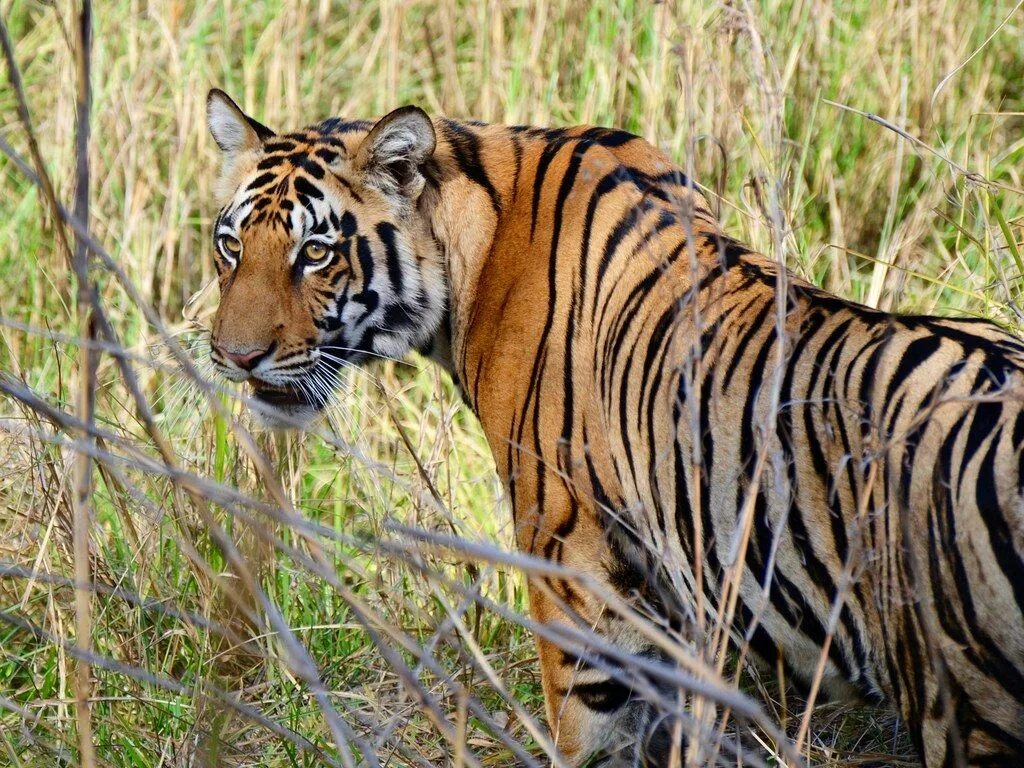 Rolling wild. Бенгальский тигр. Нгадонский тигр. Тигр в Индии. Бенгальский тигр Индия.