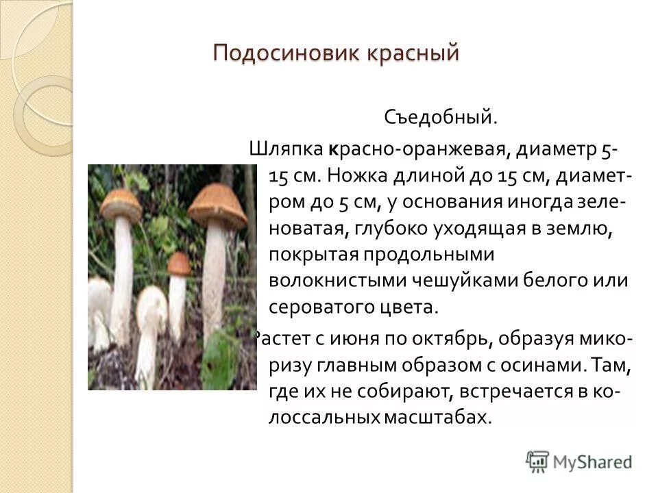 Срок жизни подосиновика составляет. Строение гриба подосиновика. Строение шляпки подосиновика. Особенности строения подосиновика.