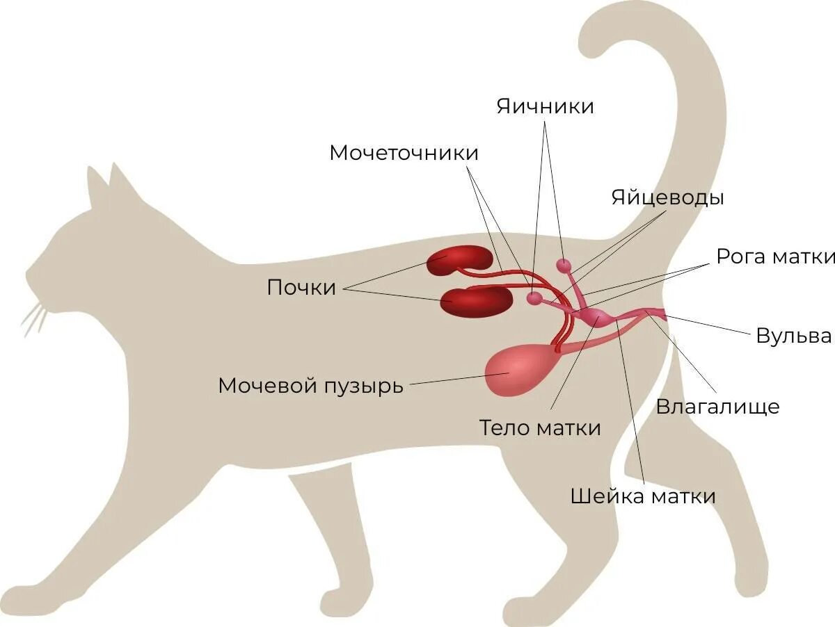 Мочеиспускание животных. Выделительная система кошек схема. Анатомия кота мочевой пузырь. Анатомия мочевыделительной системы у кошек. Мочеполовая система кота анатомия.