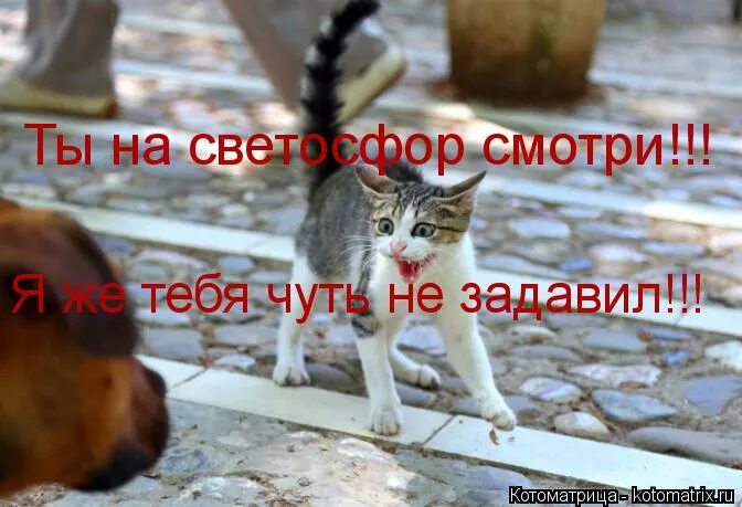 Ещё немного ещё чуть-чуть и домой. Нюх потерял. Обезьяна теряет сознание. Девушка плачет от счастья. Хромой кот.
