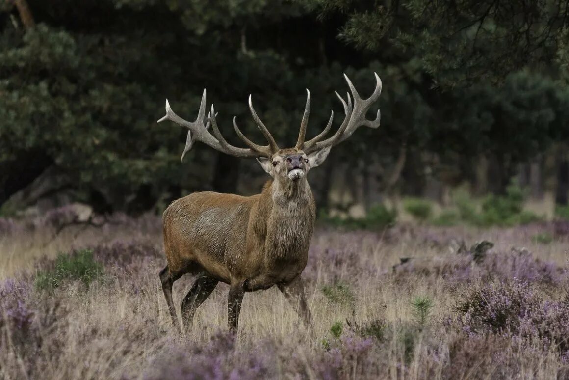 Международный олень. Благородный олень (Cervus elaphus). Крымский благородный олень. Крымские маралы. Благородный олень ареал.