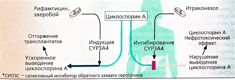 Ингибиторы cyp3a4