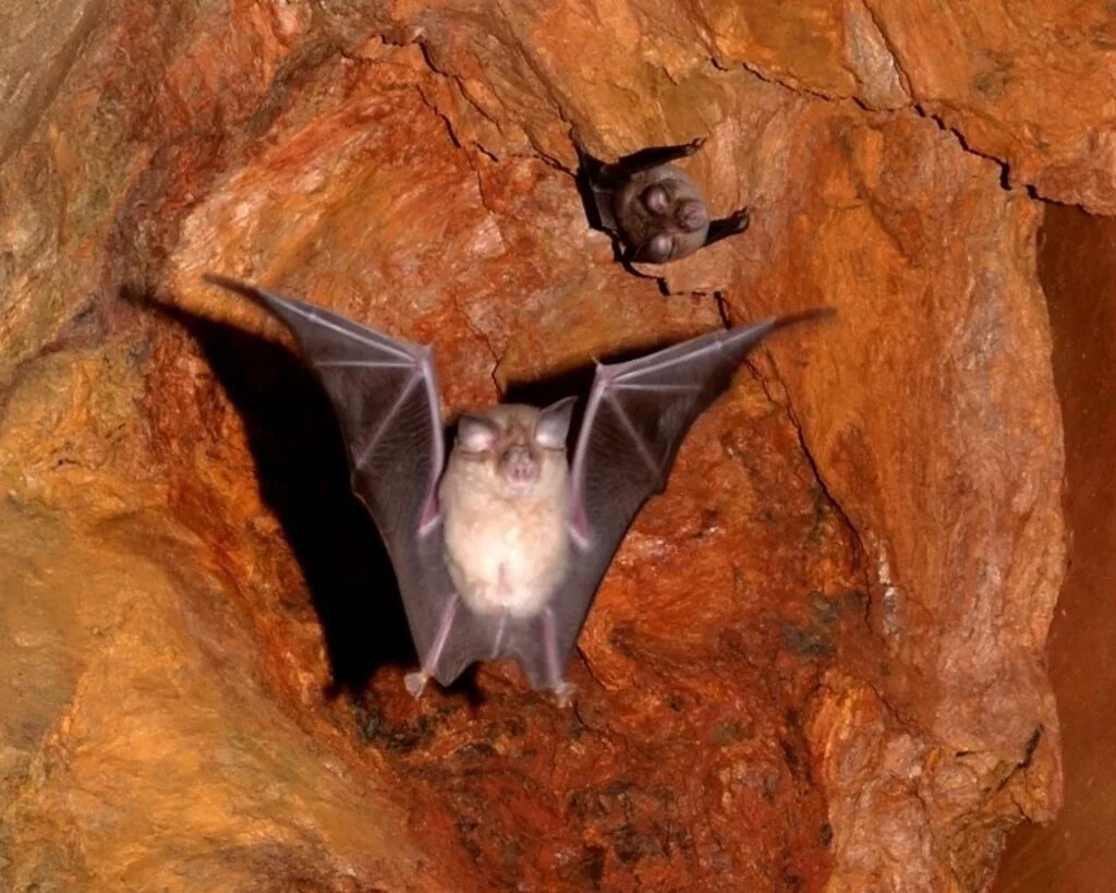 Обитание летучих мышей. Летучая мышь. Летучие мыши в пещере. Летучая мышь Пещерная. Гигантская вечерница.