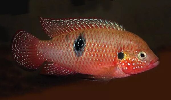 Рыбка хромис красавец. Хромис красавец совместимость. Хромис красавец совместимость. Хромис красавец совместимость. Хромис рыбка совместимость.