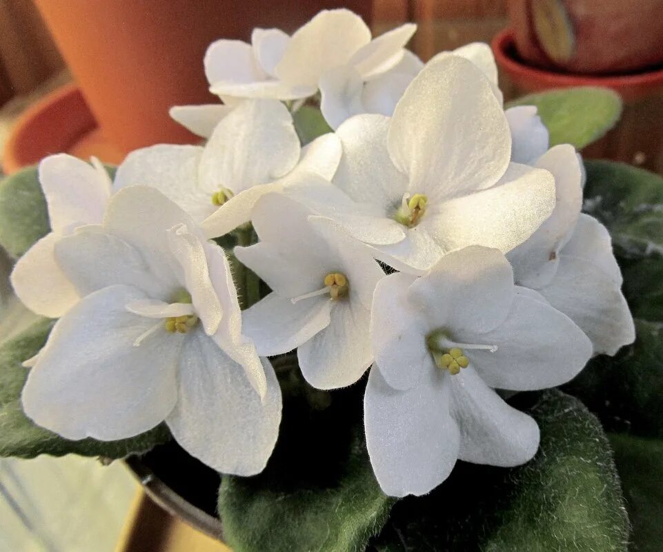 lil runaround (With images) African violets, Tropical africa, Perennial flowerin