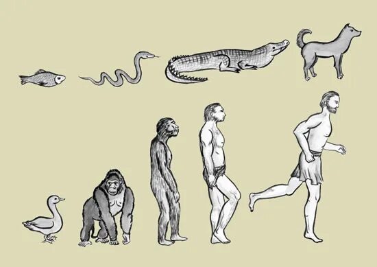 Филогенез Эволюция. Эволюционные процессы психики. Процесс эволюции человека.