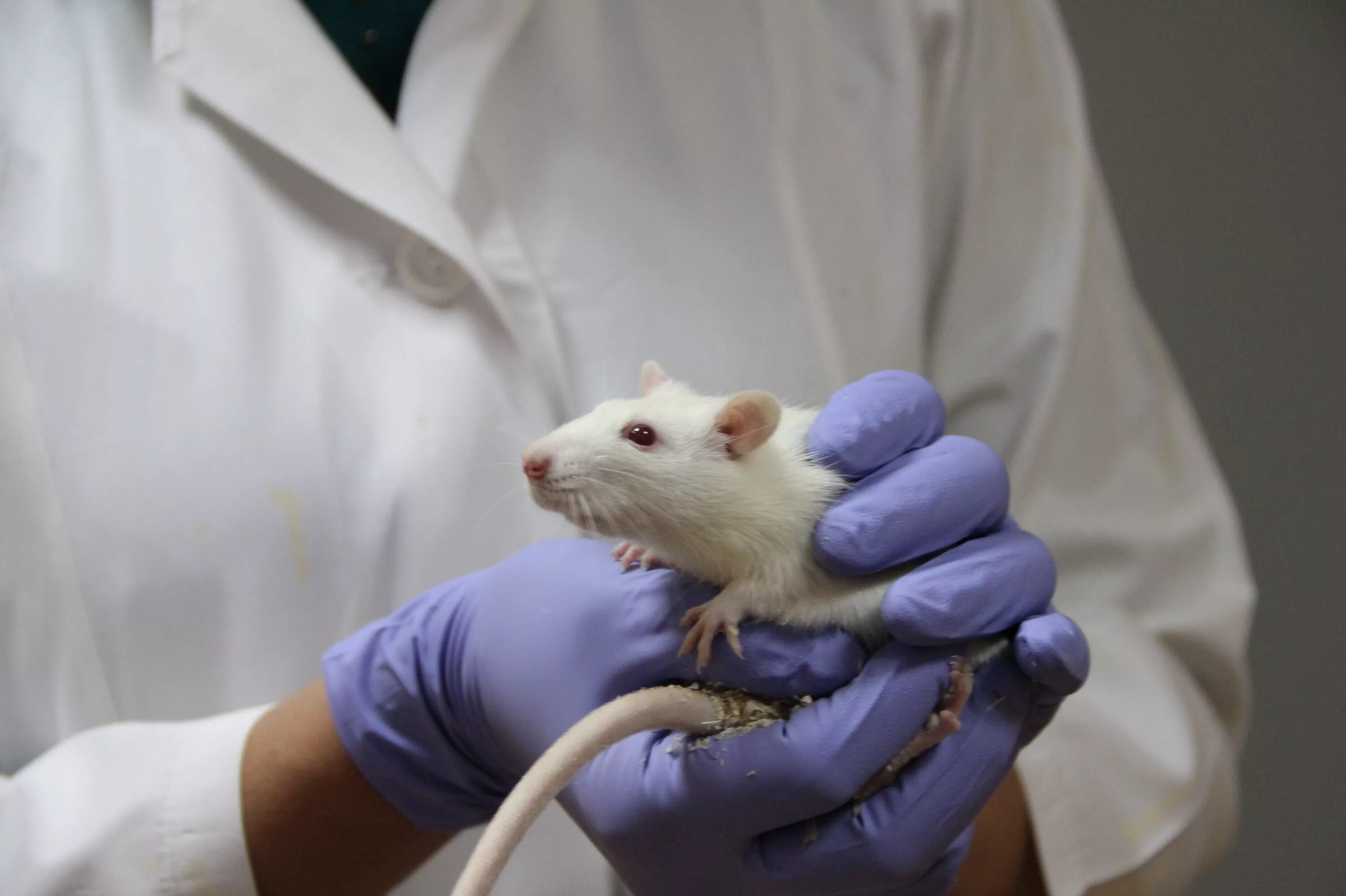 Экспериментатор ввел дозу адреналина лабораторной мыши. Лабораторные животные. Лабораторная крыса. Исследования на мышах. Опыты на мышах.