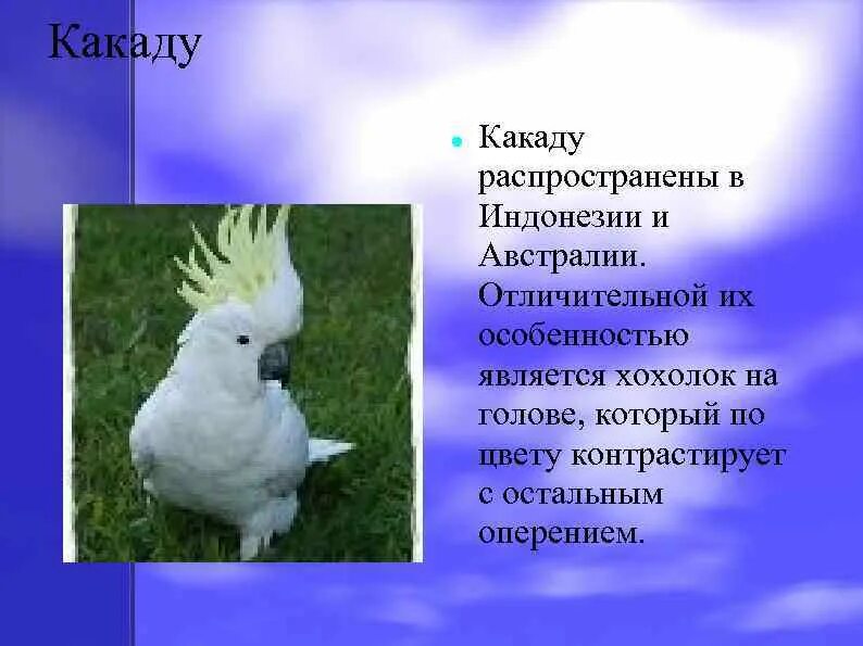 Как пишется какаду. Описание Какаду. Какаду презентация. Попугай Какаду информация. Попугай Какаду сообщение.