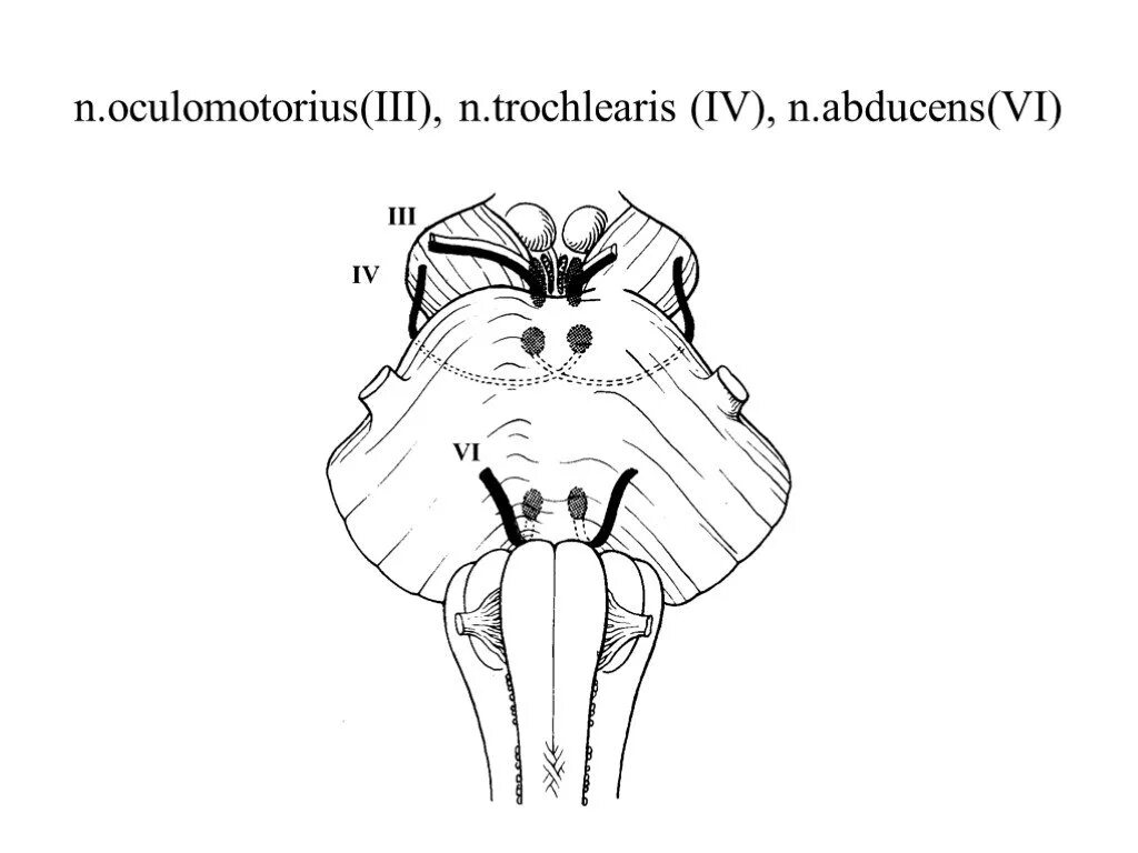 N oculomotorius. N oculomotorius схема. Oculomotorius место выхода. Trochlearis.