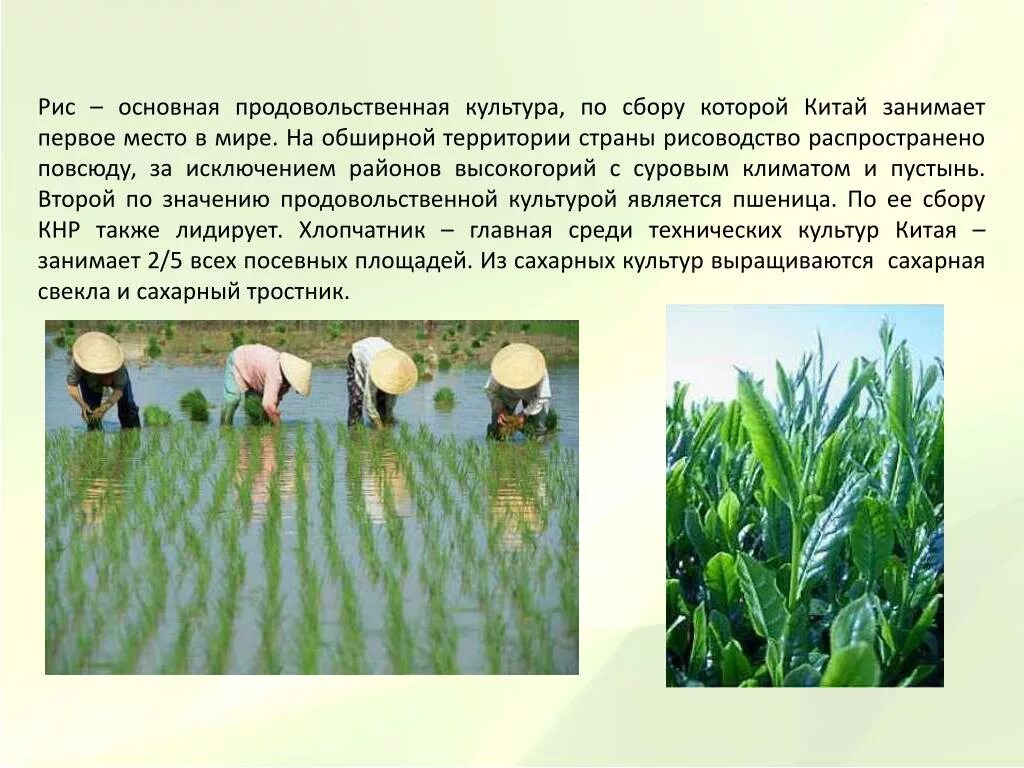 Рис злаковая культура. Рис производители. В каких странах основной продовольственной культурой является рис. Крупы. Продовольственная культура рис.
