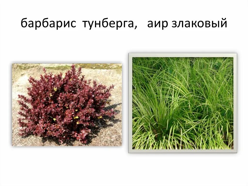 Как размножить барбарис тунберга черенками. Барбарис тунберга размножение. барбарис тунберга размножение отводками. барбарис тунберга размножение черенками. размножить барбарис тунберга.