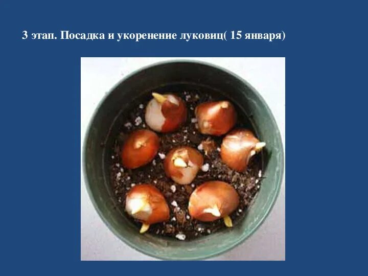 Доращивание луковиц тюльпанов. Луковицы тюльпанов в горшке. Посадка тюльпанов на выгонку. Можно ли луковицы тюльпанов ставить в воду