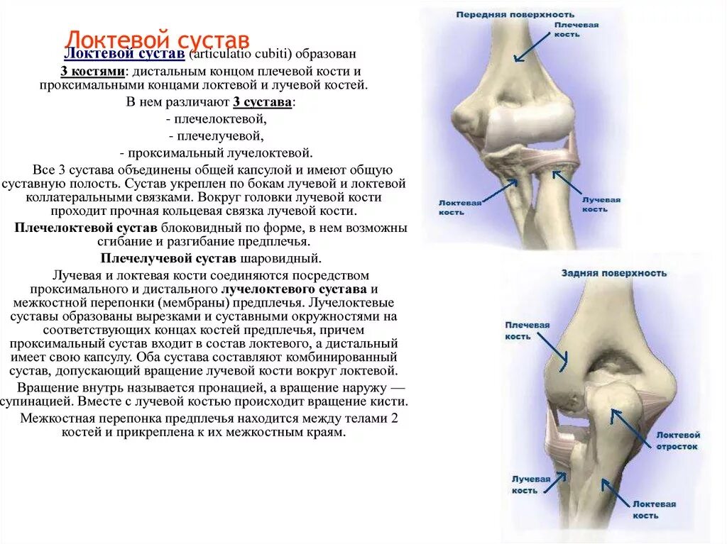 Локтевой плечелоктевой сустав. Функции локтевого сустава анатомия. Локтевой сустав строение форма функция. Локтевой сустав строение анатомия костей. Функции движения суставов