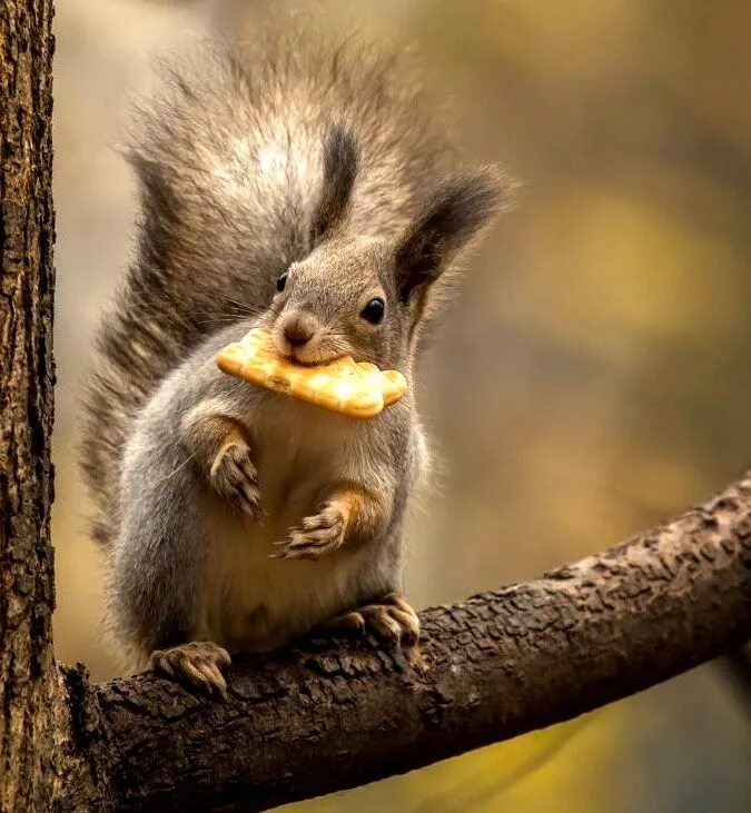 Белка прикол. Смешная белка. Белочка прикольная. Смешная белка. Веселая белка.