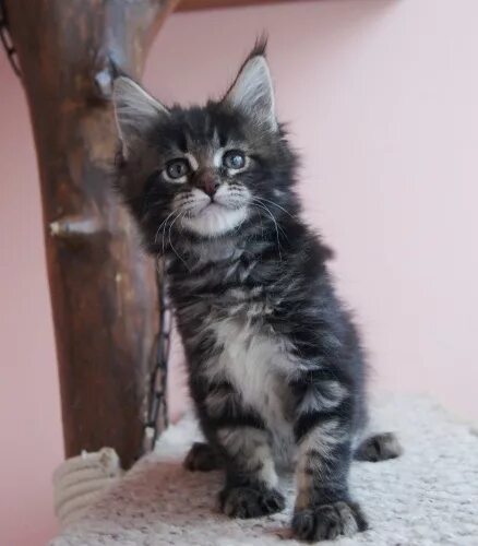 Кун 1 5. Кун 1 5. Кун 1 5. Кун001. Котенок в петергофе.