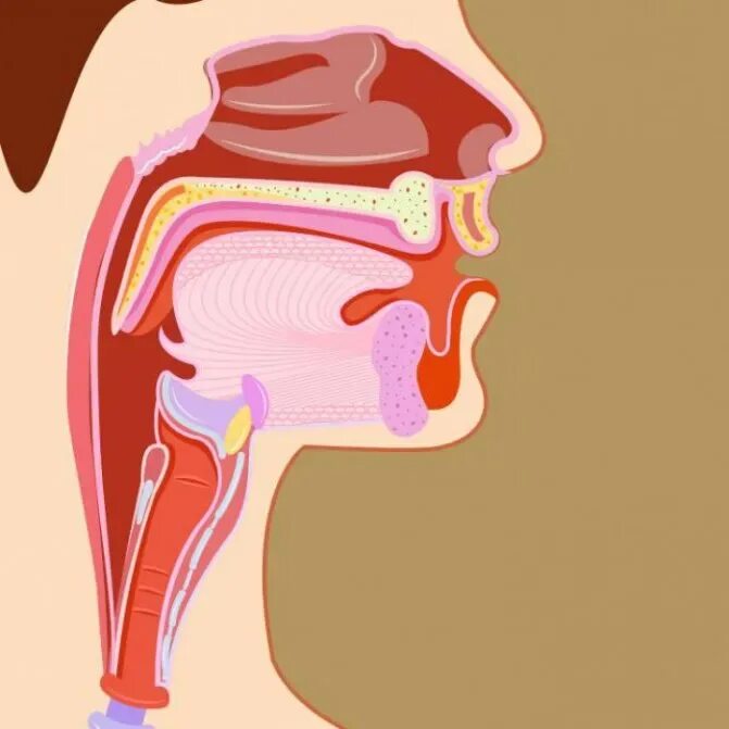 Блокада носа. Носоглотка ротоглотка гортань. Ротоглотка и носоглотка анатомия. Анатомия носоглотки человека. Носоглотка глотка гортань строение.
