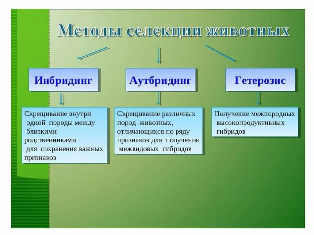 Близкородственное скрещивание получение чистых линий скрещивание. Методы селекции аутбридинг. Методы селекции аутбридинг инбридинг отбор животных. Гибридизация метод селекции растений. Методы селекции инбридинг гетерозис.