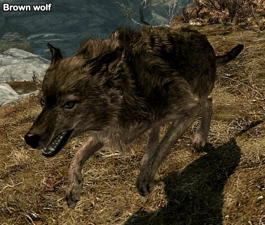 Animals skyrim