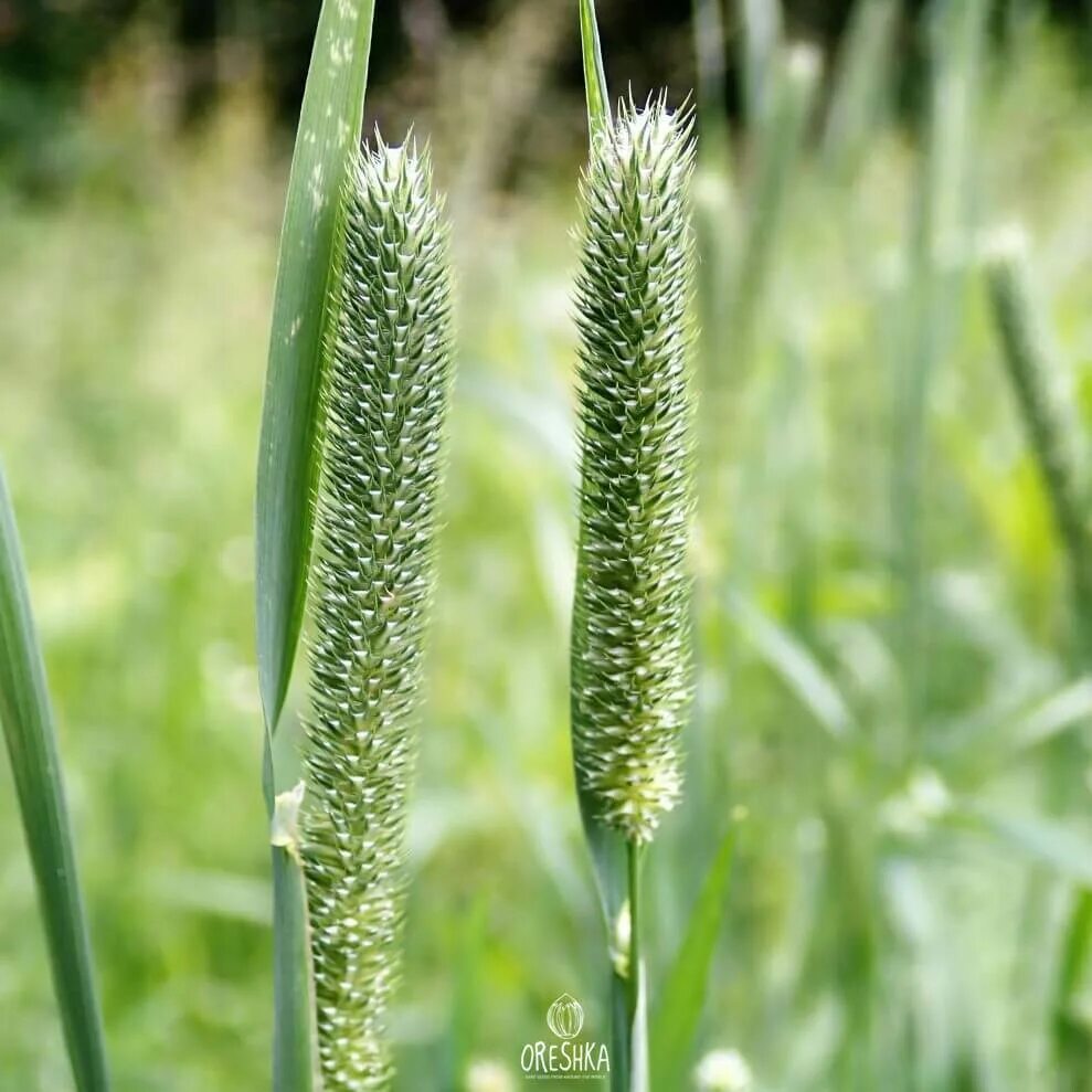 Семена тимофеевки купить. Тимофеевка Луговая (Phleum pratense l.). Тимофеевка Степная (Phleum phleoides). Лисохвост и Тимофеевка. Лисохвост Луговой Alopecurus pratensis Aureovariegatus.