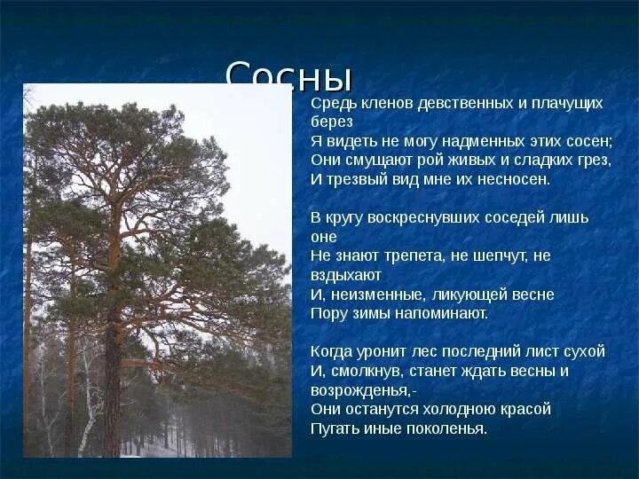 Загадка про сосну для детей. Стих про сосну. Стих про сосну. Загадка про сосну для детей. Четверостишье про сосну.