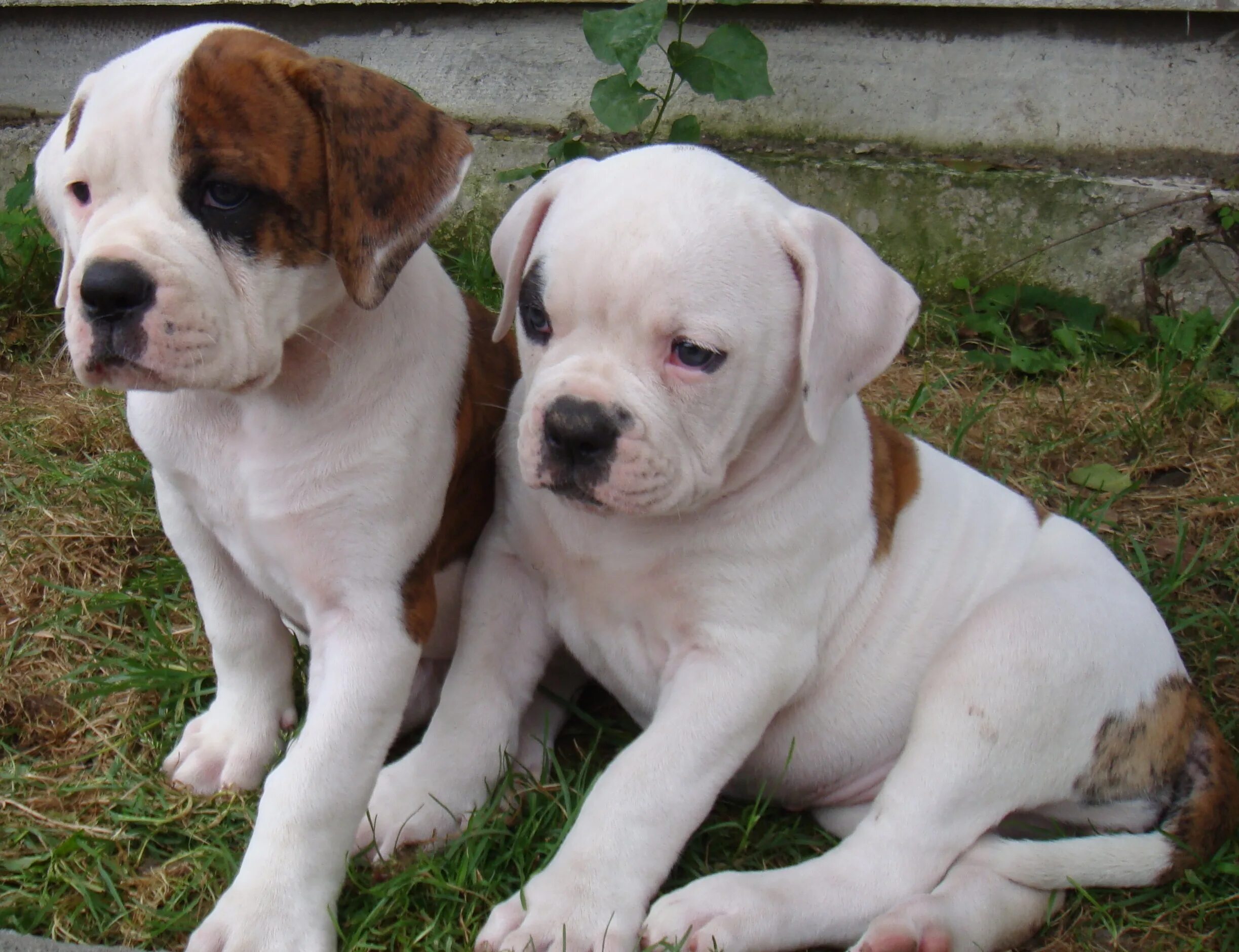 American Bulldog Puppy - Pets American bulldog puppies, Bulldog puppies, America