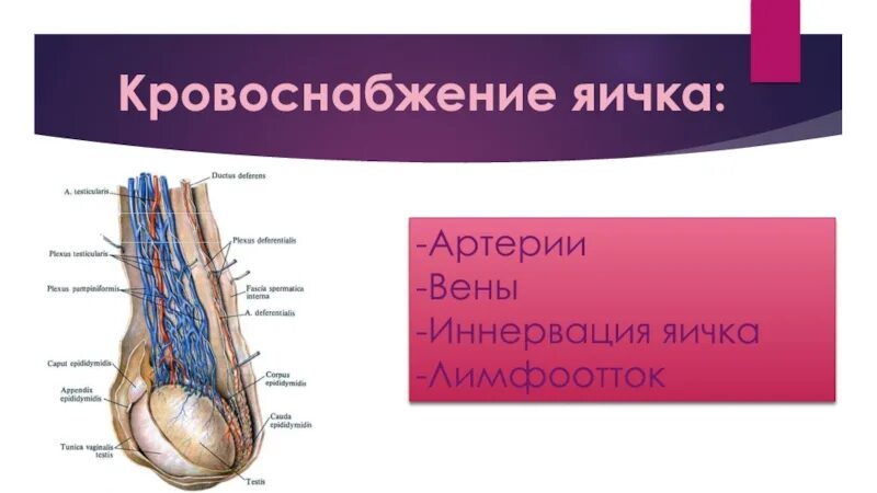 Кровоснабжение и иннервация мошонки. Артерии кровоснабжающие яички. Кровоснабжение яичка анатомия. Артерии яичка