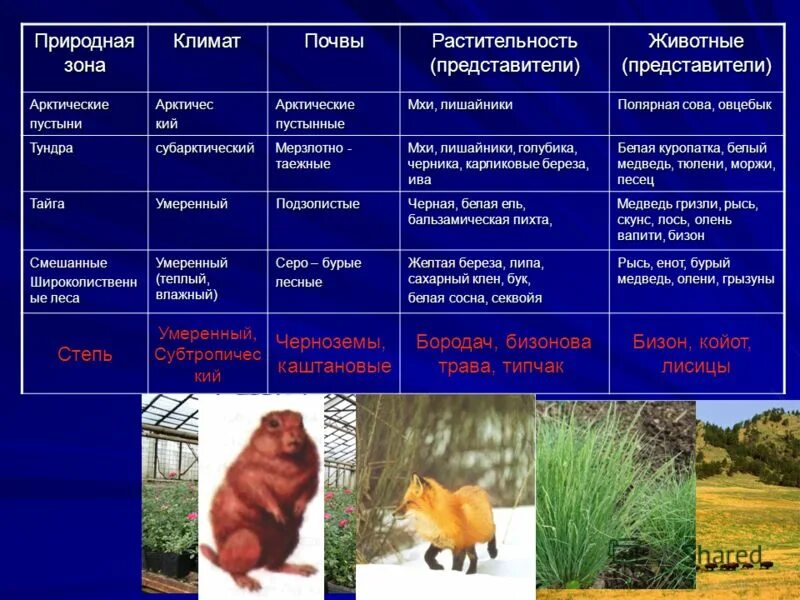 Таблица географическое положение климат почвы растительность животные. Растительность природных зон. Природные зоны растительность и животные. Природная зона растительный мир животный мир. Природная зона растительность живот.