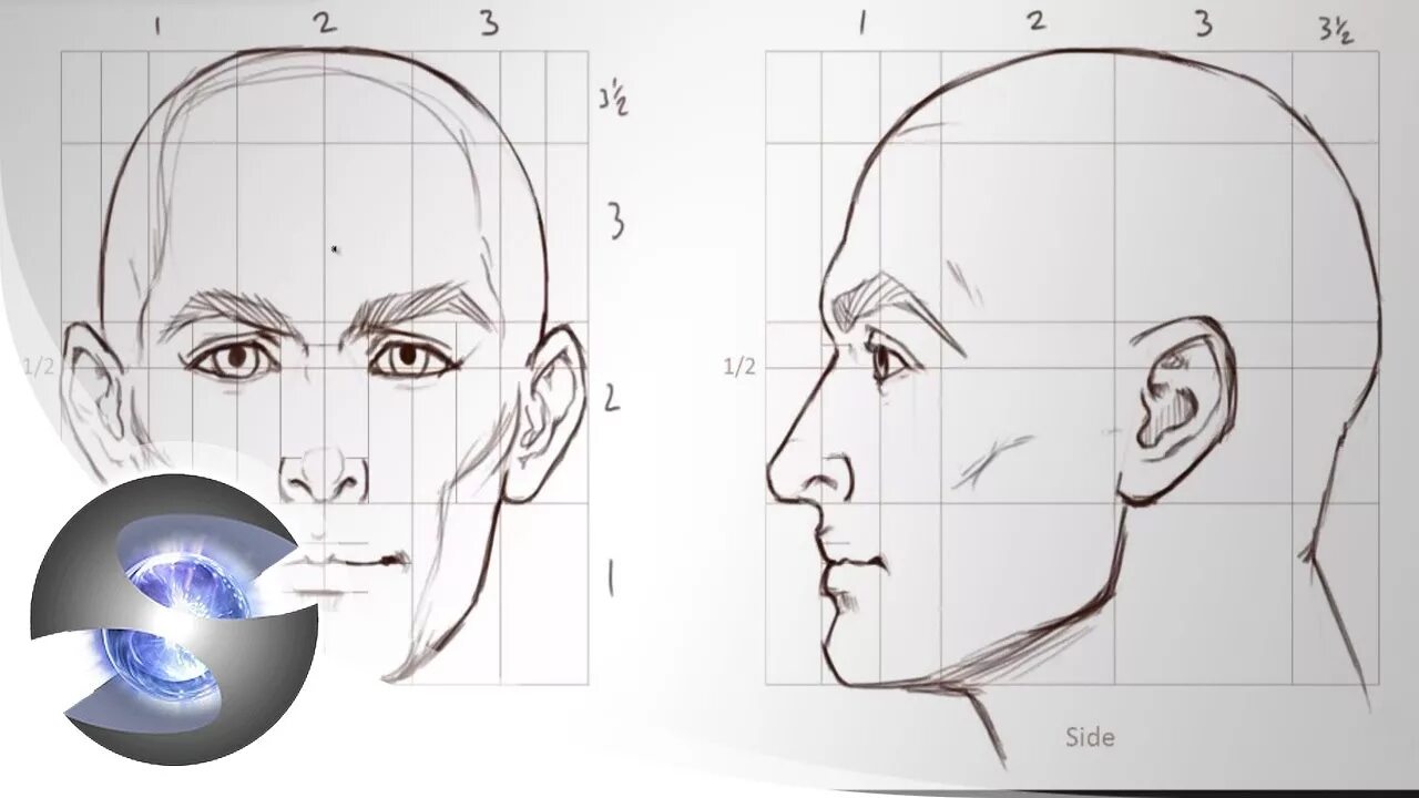 Полная информация о профиле человека. Профиль лица сбоку пропорции. Лицо человека схема сбоку. Рисование головы человека в профиль. Голова человека в профиль рисунок.