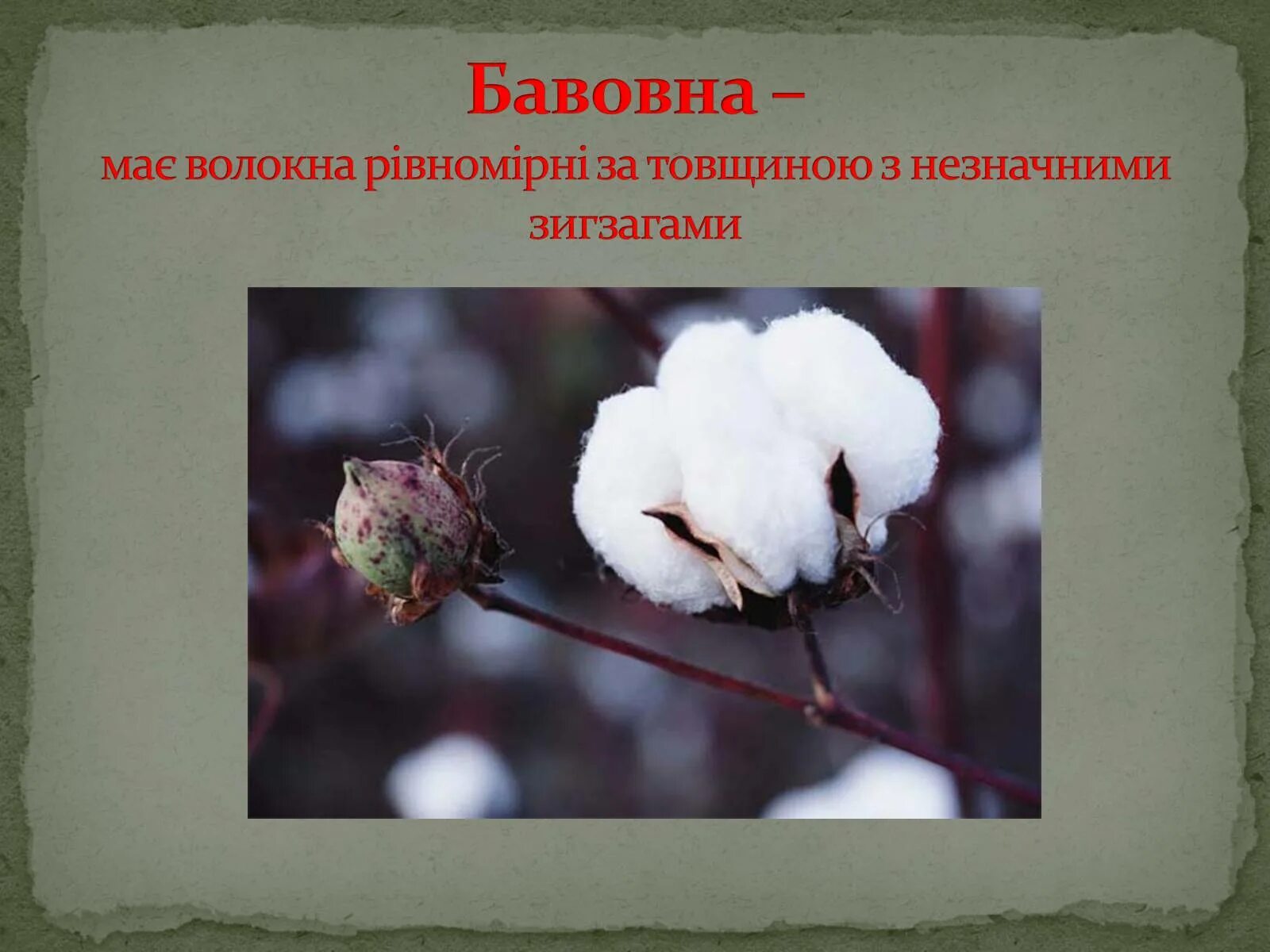 Бавовни на украинском. Бавовна Мем. Хлопок бавовна. Бавовна Тип волокна. Бавовна хлопок Мем.