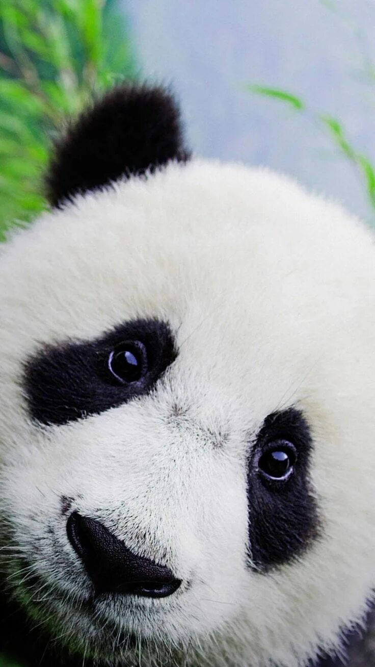 Телефоны pandas
