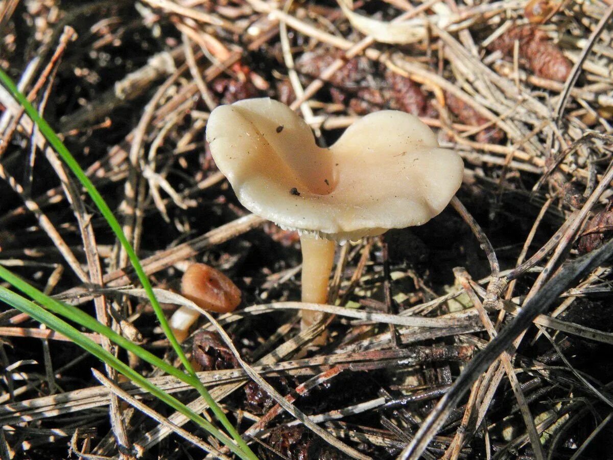 Говорушка восковатая. Говорушка благоухающая (Clitocybe fragrans). Гриб говорушка благоухающая. Говорушка Полевая. Луговые опята говорушки.