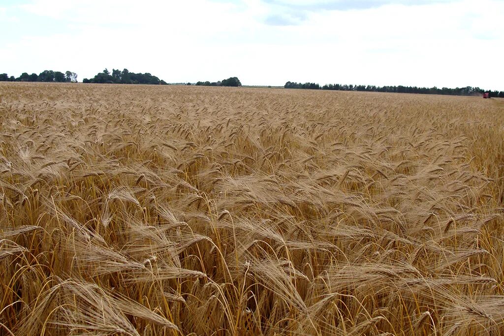 Ячмень крым. Яровой ячмень поле. Озимая пшеница вольница. Озимый ячмень сорт Восход Крым.