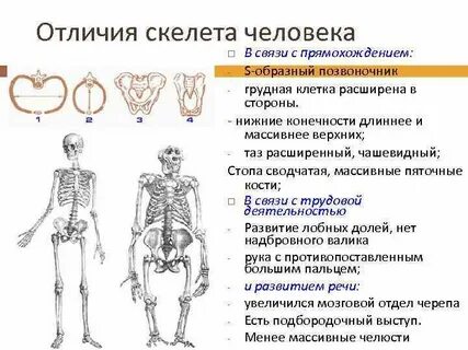 Строение конечностей связанные с прямохождением