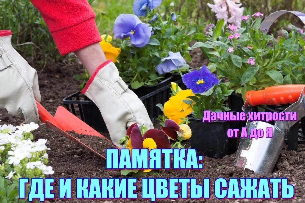 цветы для клумбы.