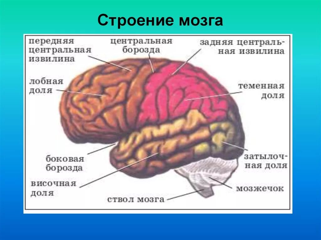 Внутренние части мозга