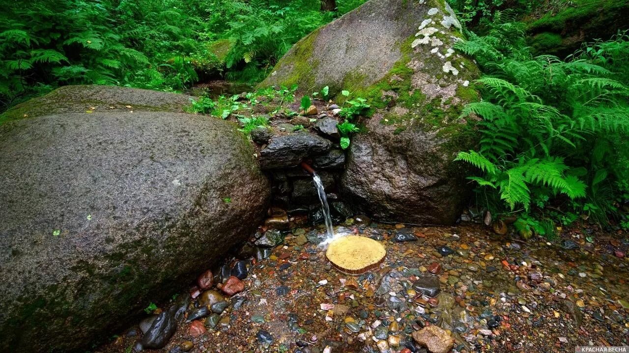 Растительный источник воды