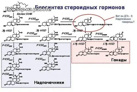 Необходимо для синтеза стероидных гормонов