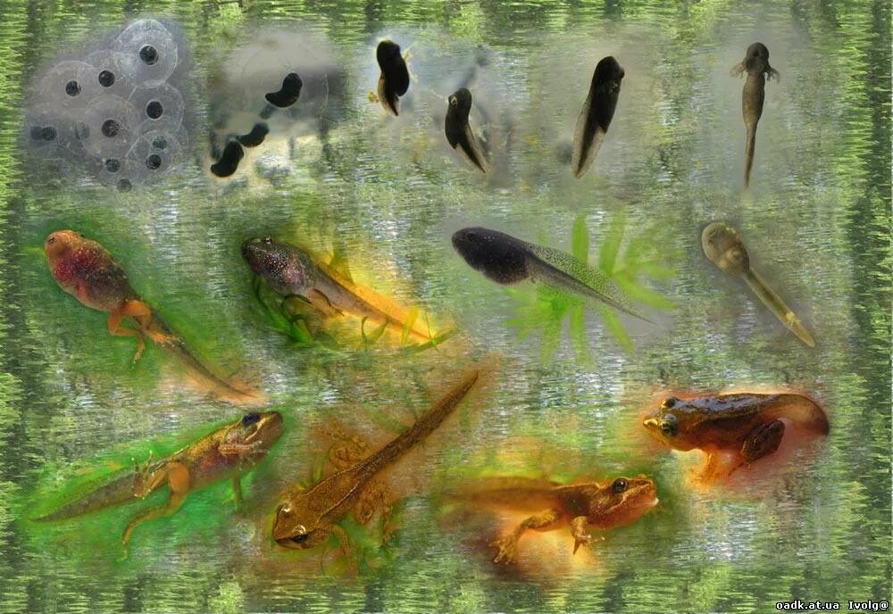 Водоросли мальки рыб окунь. Икра головастик лягушка. лягушка мальки головастики. головастик прудовой лягушки. личинка малек головастик.