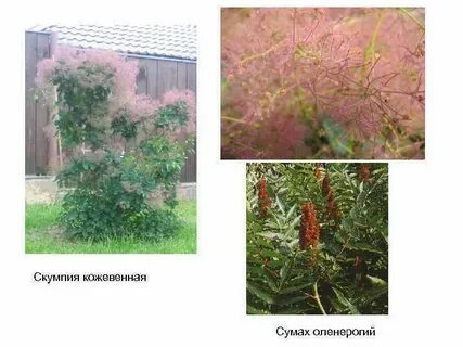 Определите максимальную высоту растения на третий год