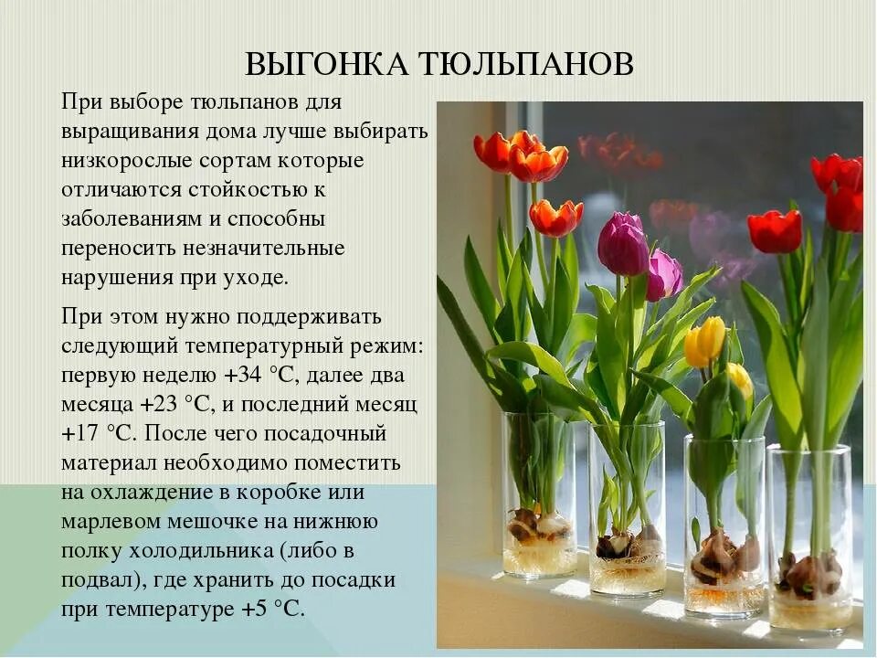 Температура воды для тюльпанов