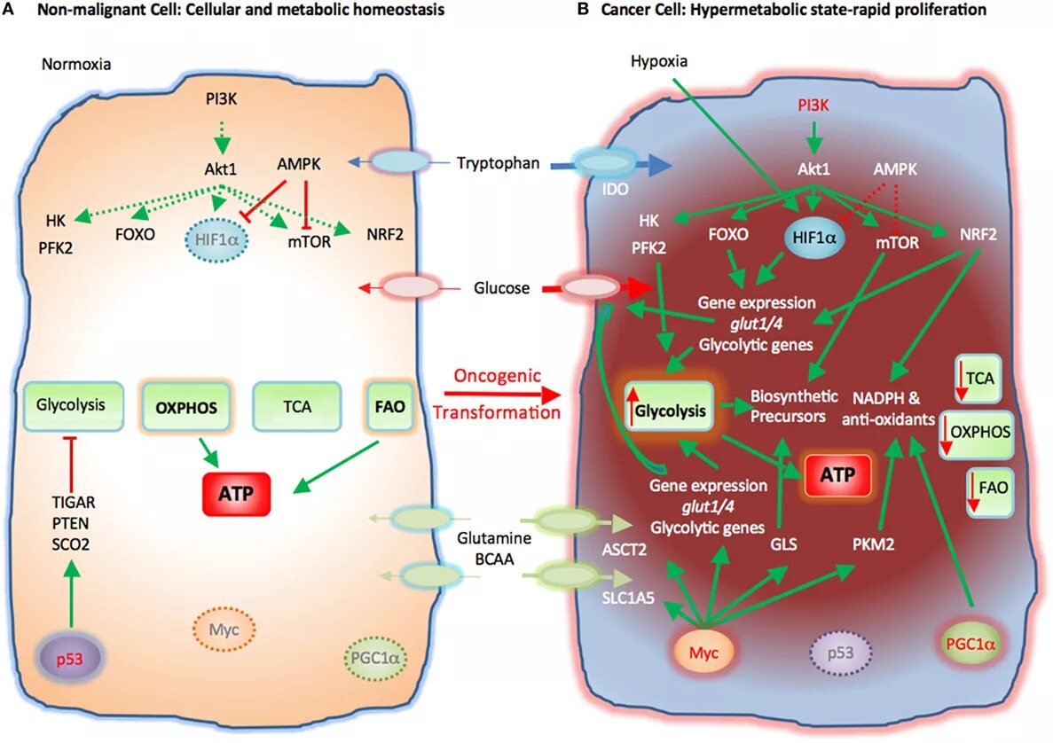 Metabolism in the Cell. Капсулы metabolism. Hif1a ген. Metabolic status of Cancer Cells.