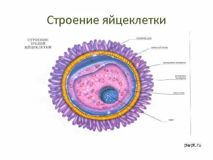 Размер яйцеклетки рыбы. Строение яйцеклетки млекопитающего. Строение яйцеклетки человека. Оболочки яйцеклетки млекопитающих. Яйцеклетка строение полное.