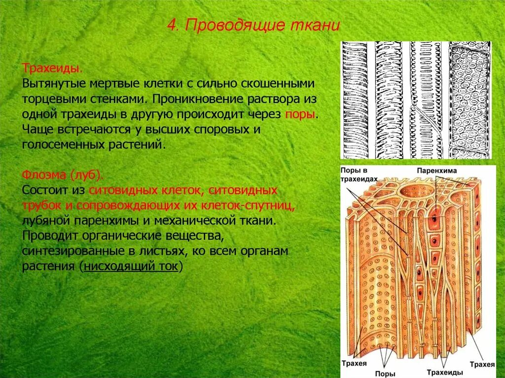 Ксилема ткань растений. Проводящая ткань Ксилема. Трахеиды ткани растений. Трахеиды проводящей ткани растений. Луб состоит из мертвых клеток