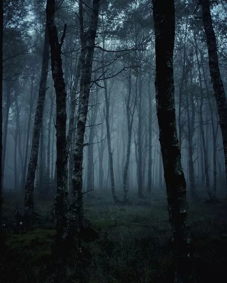 Прекрасный темный и густой. Темный лес геншин. темный лес the woods 2005. дарк форест густой лес. лес тёмный мрачный фон.