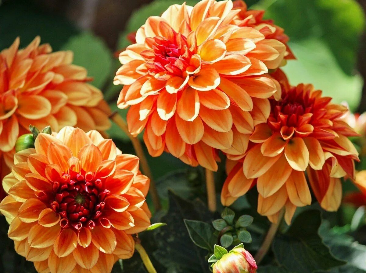 Георгин однолетний сорта с фото. Dahlia (георгин). георгины берлинер оранж. пионовидные георгины.