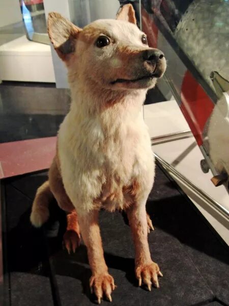 Белка и стрелка чучела. Чучела белки и стрелки в музее космонавтики. Музей космонавтики москва чучела белки и стрелки. Чучело стрелки. Чучело стрелки.