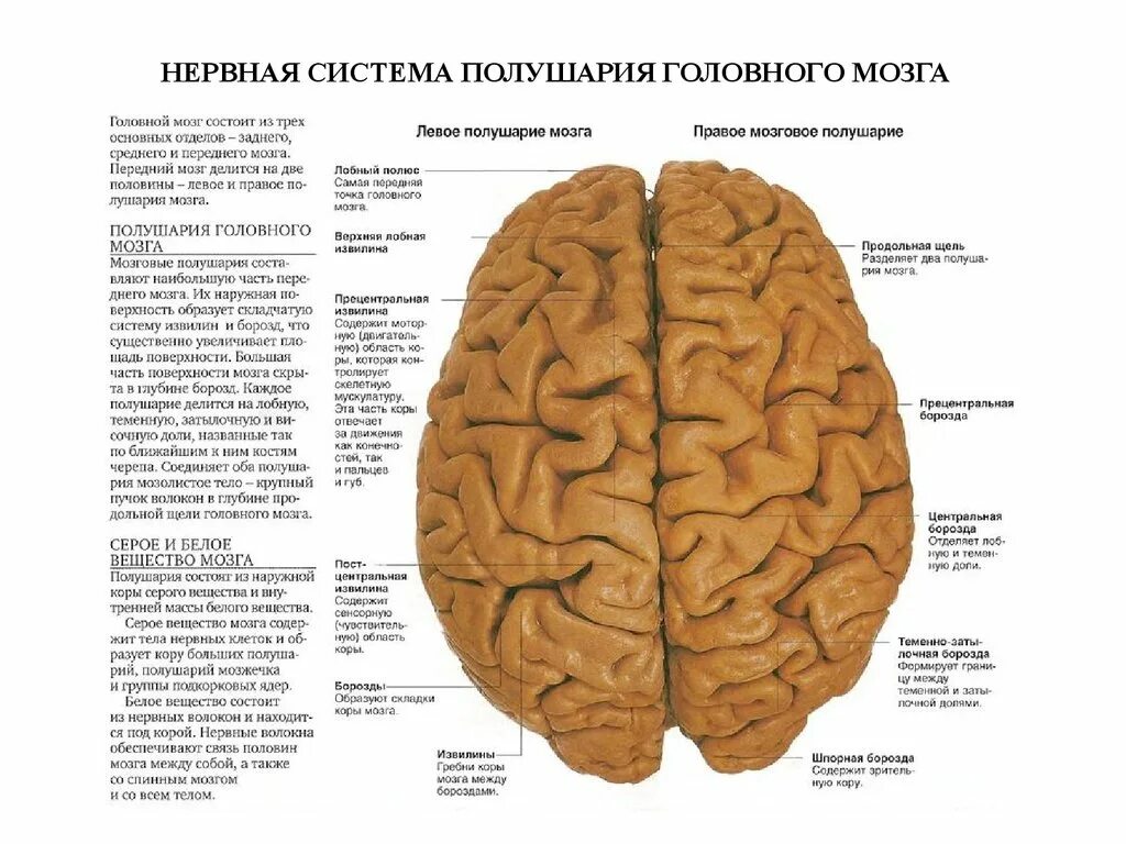 Лобные доли левое и правое полушарие. Большие полушария головного мозга доли. Основные доли больших полушарий